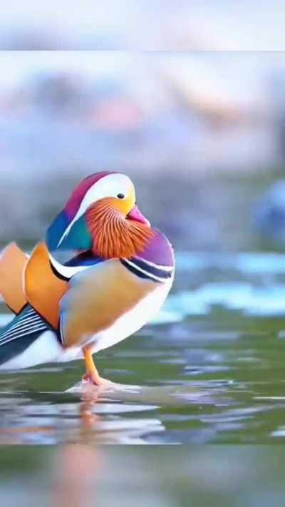 Mandarin Duck