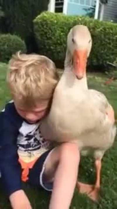Having a pet Duck