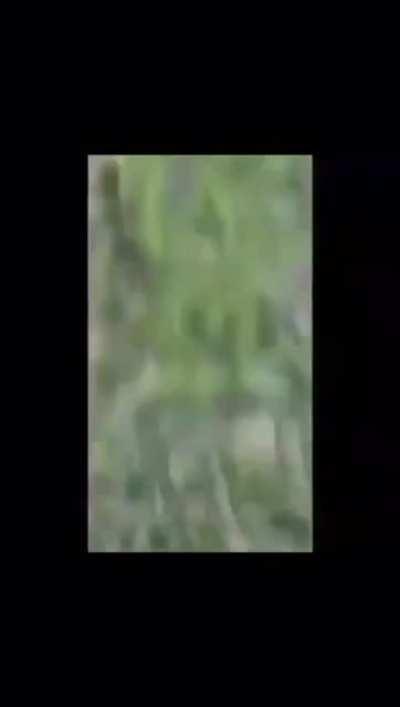 Título interessante