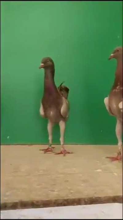 Thanks, I hate long pigeons