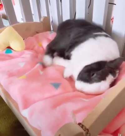 The way it makes its bed and falls to sleep blissfully.