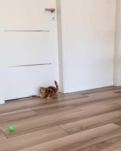 Smile whenever you see these cats