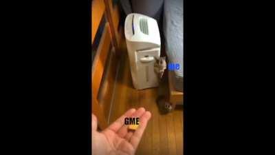 When market opens after the long weekend while GME is still low and tasty