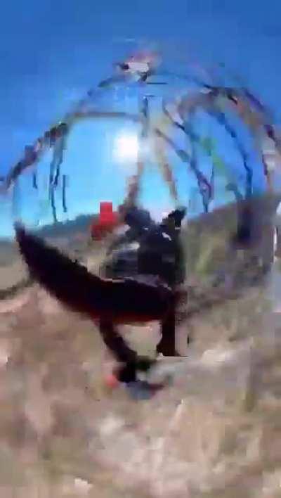 Parachute got tangled