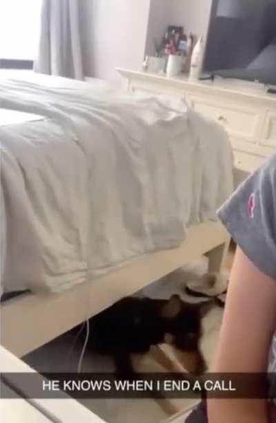 Doggie knows when Zoom calls are over.