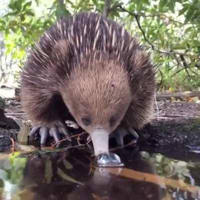 🔥 Aussie Pincushion having a drink