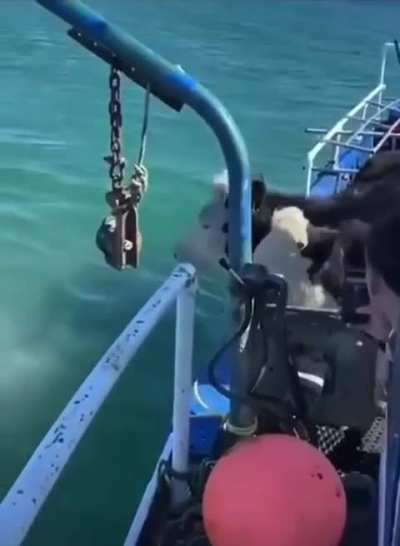 Wunkers going for a swim