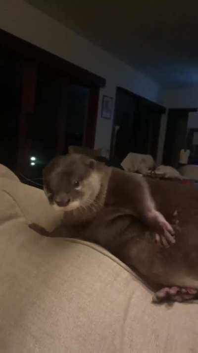 My sleepy 🦦 having belly scratch 💘