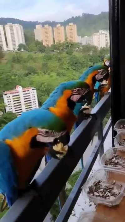 These macaws (parrots) usually come to eat from the mountain to this balcony every day.