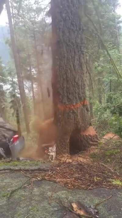 Tree splitting in half