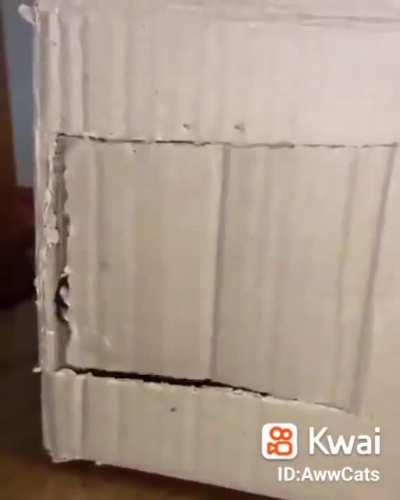 Human: knock knock knock knock knock. Kitty: (opens door) Yes? 😻🐾