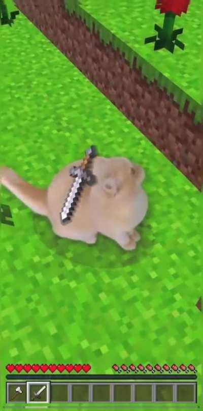 Minecraft cat
