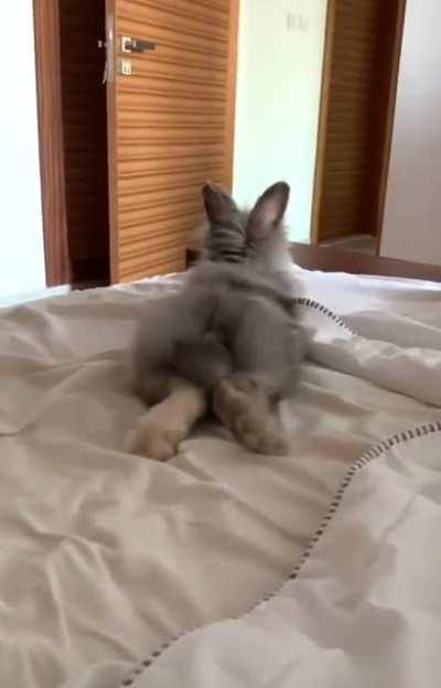 Mornings with a bunny