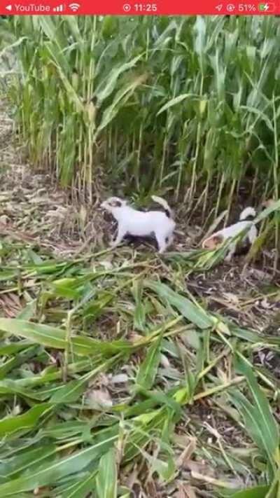 An act of dog? Dog harvesting?