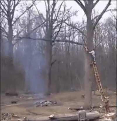 Cutting a tree