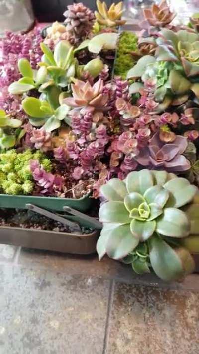 I wanted to share my succulent tackle box I made earlier this year. I posted it once before but it has filled in so beautifully that I wanted to share again. All the plants except 3 are props from my collection.