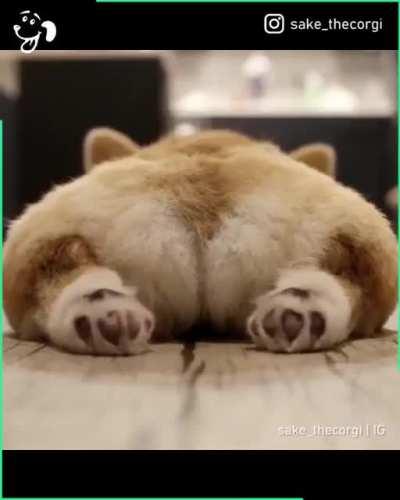 Просто жопка корги...