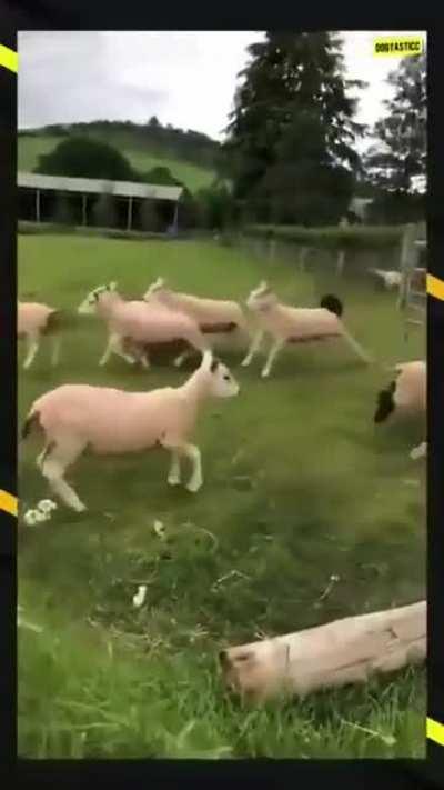 Amazing! Job done in less than a minute. Good girl!