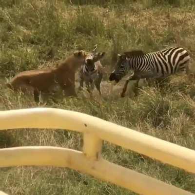 Zebra wards off predator