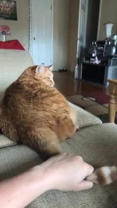 Mildly startled extremely unamused