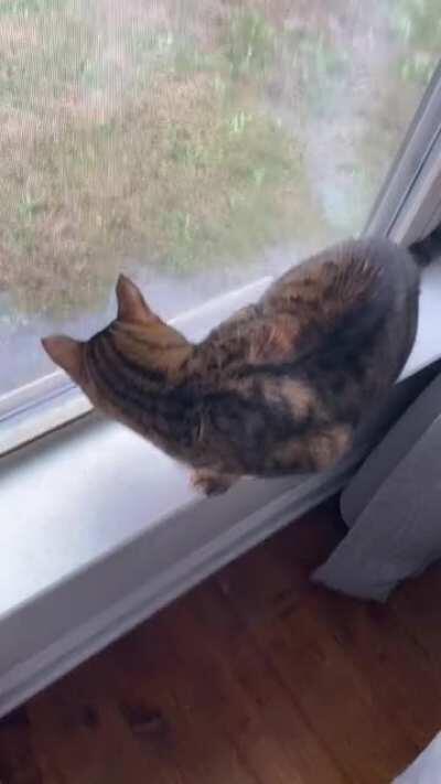 Gracefully trying to catch a lizard