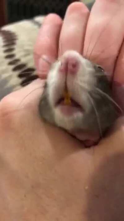 Pets for our old lady 🥰