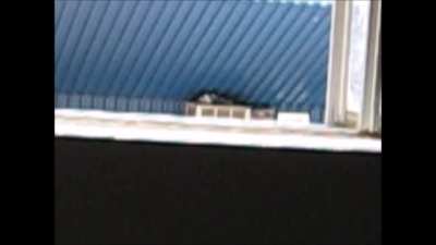 Dumbasses....Watch them SCATTER. (Skip to 1:20)