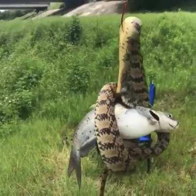 Human backstab + ks a snake main