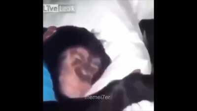 Monkey wet dreams
