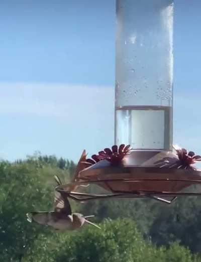 Mantis takes out a humming bird.