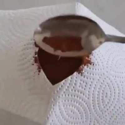 Does Dibarrista counT here?