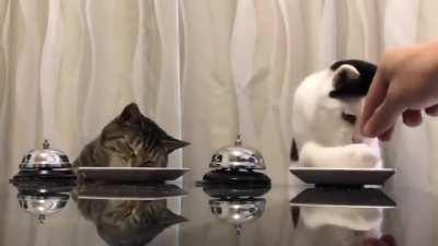 It's takes two days to teach them ringing