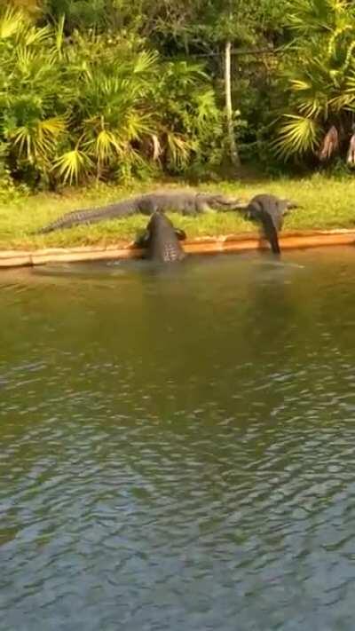 This is the most relatable an alligator has ever been