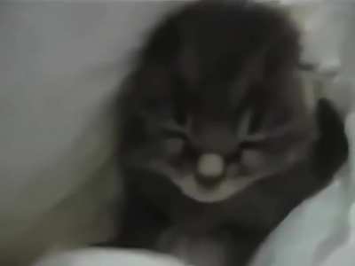 Little wunky sneezed, please say bless you