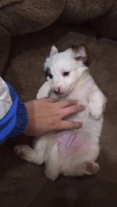 I just wanna share this little cute puppy, his name is Chase, look how glad he are in his bed :D ♥