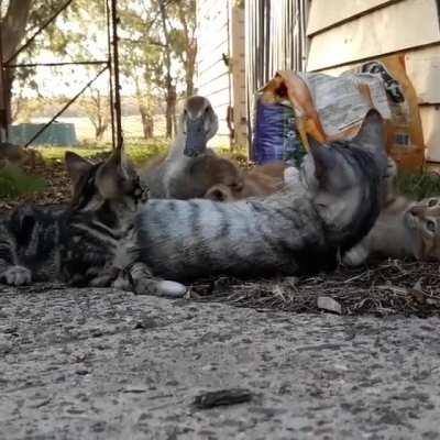 I know which kitty I would be taking home