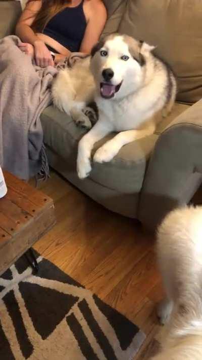 Taco refusing to give up his spot on the couch