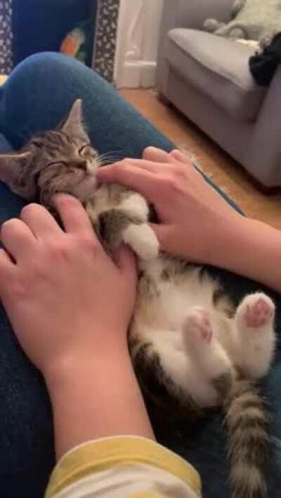 I can’t believe I wasted so many years of my life thinking I only liked dogs