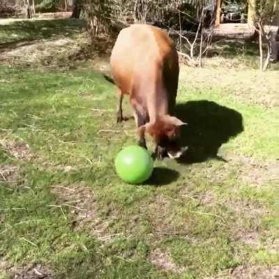 Rosie playing with a ball
