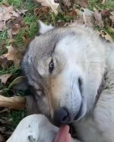 Zues - A very Friendly Wolf at Southern Illinois Wolf Sanctuary