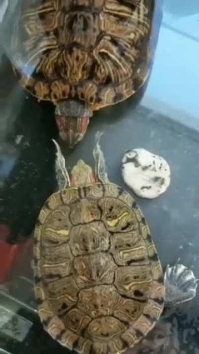 Tartaruguinha dando tapinhas na cara de outra tartaruguinha.