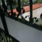 We have a cat infestation in the neighborhood