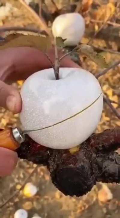 White ghost apple