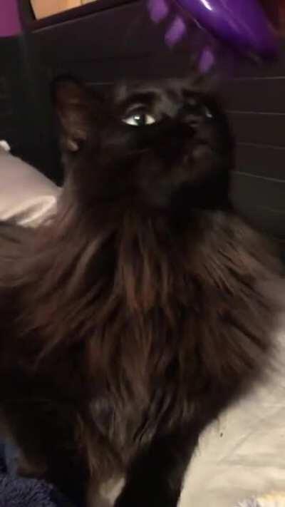 A very happy girl who loves being brushed~ (turn your volume up for loud purrs! 🔊)