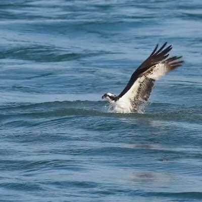 🔥 Incredible Osprey dive 8x slowmo