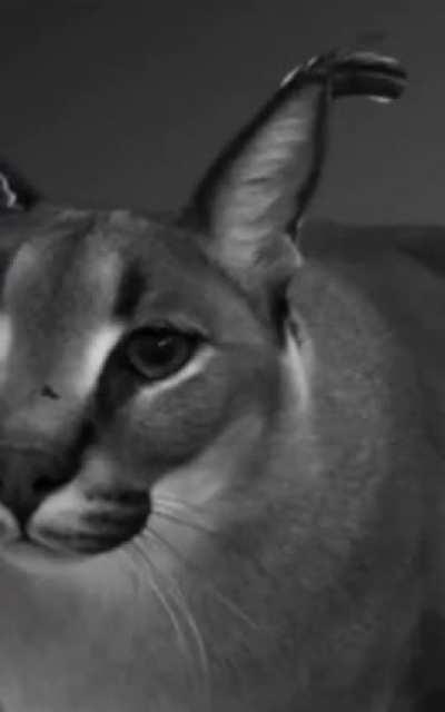 Big floppa slideshow