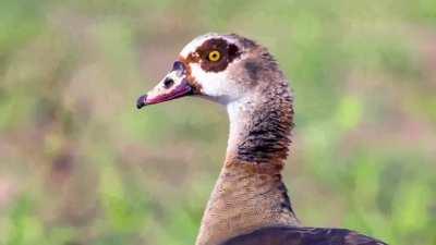 We live in a goose world