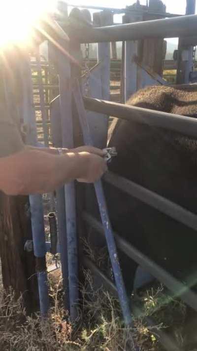 An Elk and a cow had a fight. Here's a foot-long piece of elk antler being pulled out of the cow.