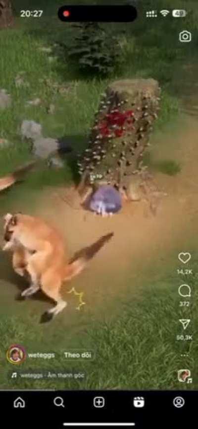 Milliyetçi kurt kangurular tarafından sarsaklaniyor