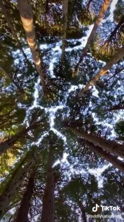 I can’t stop watching this... lol... hypnotic planet earth... go trees!